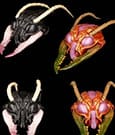 Cosmic Character Pack Action Figure Accessory Sphexxian Helmets Set