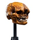 Lord of the Rings Mini Statue Skull of a Misty Mountain Goblin 14 cm