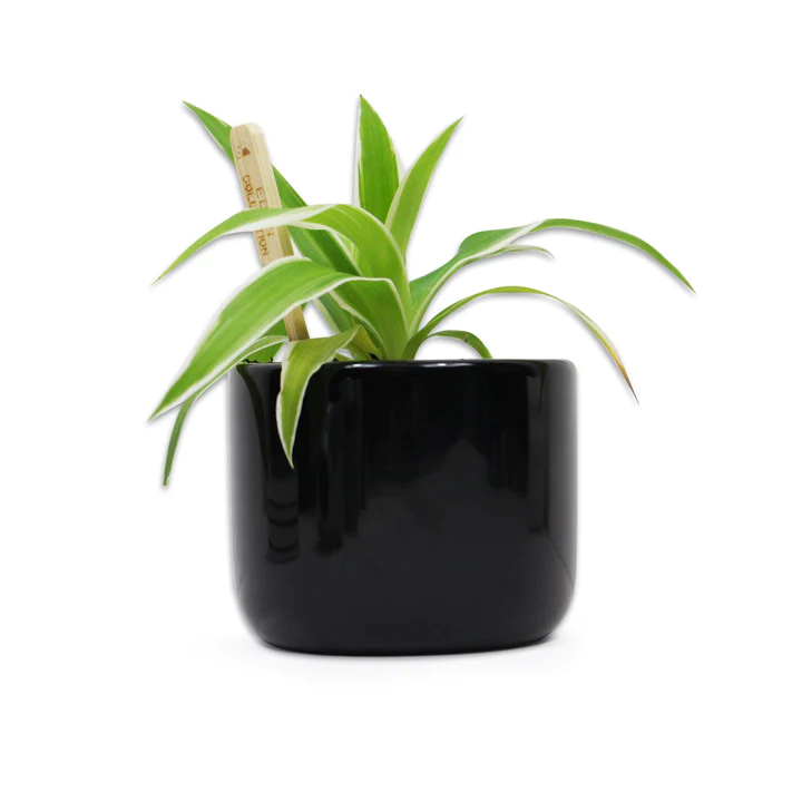 JURASSIC PARK - Logo - Plant Pot