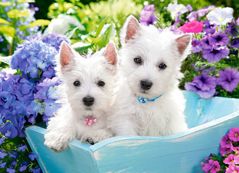 Westie Puppies, Puzzle 200 Teile