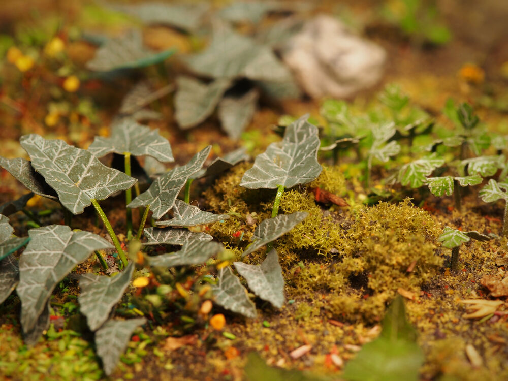 Plants & Weeds E